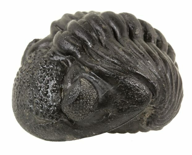 Wide Enrolled Pedinopariops Trilobite #56654